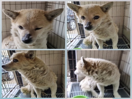 원주유기동물보호센터_442419202300150