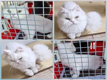원주유기동물보호센터_442419202300148