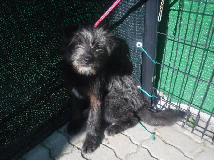 제주 동물보호센터_450650202300973