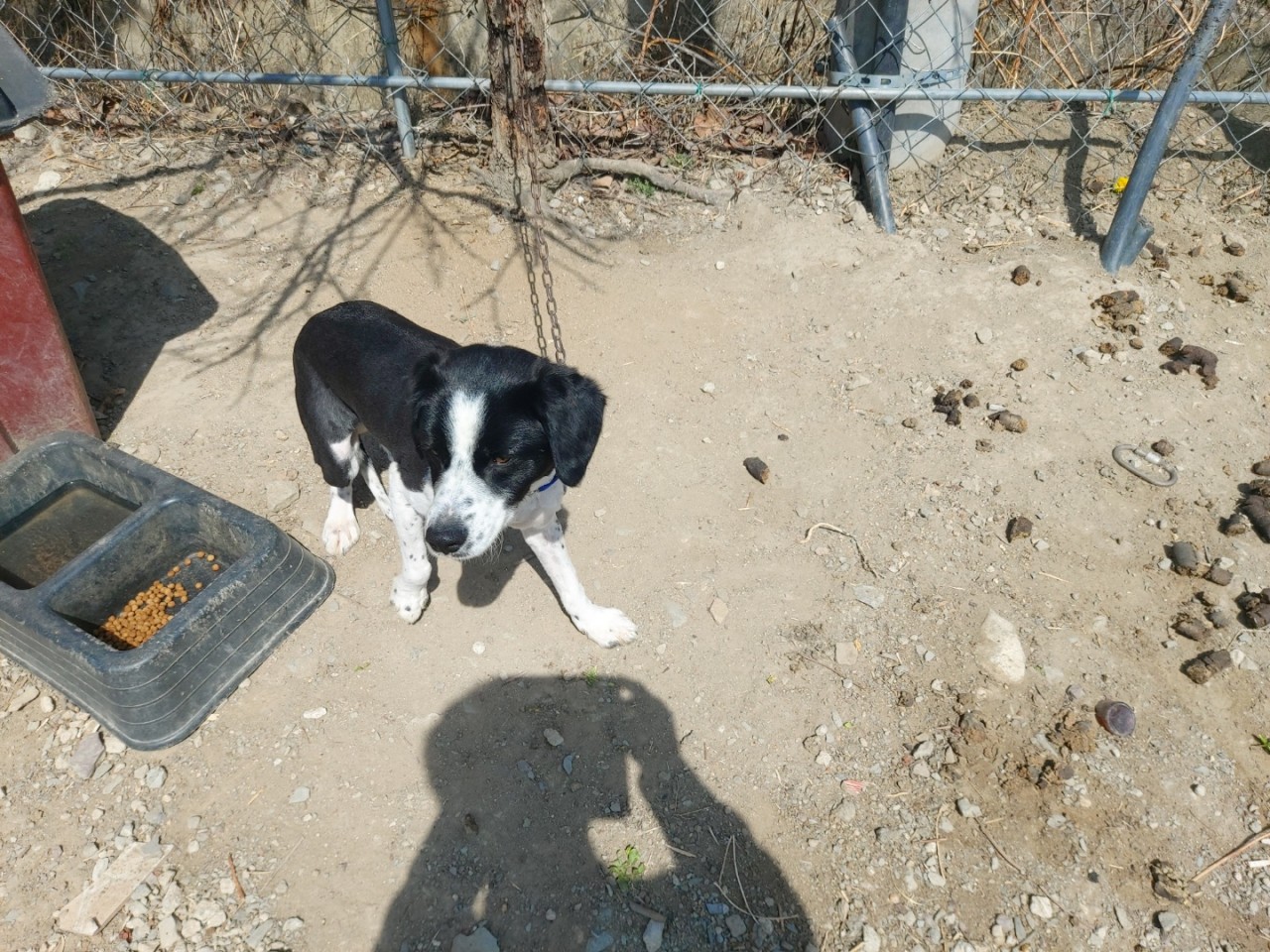 산청동물보호센터_448545202300036