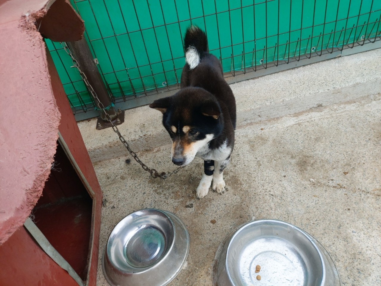 산청동물보호센터_448545202300037