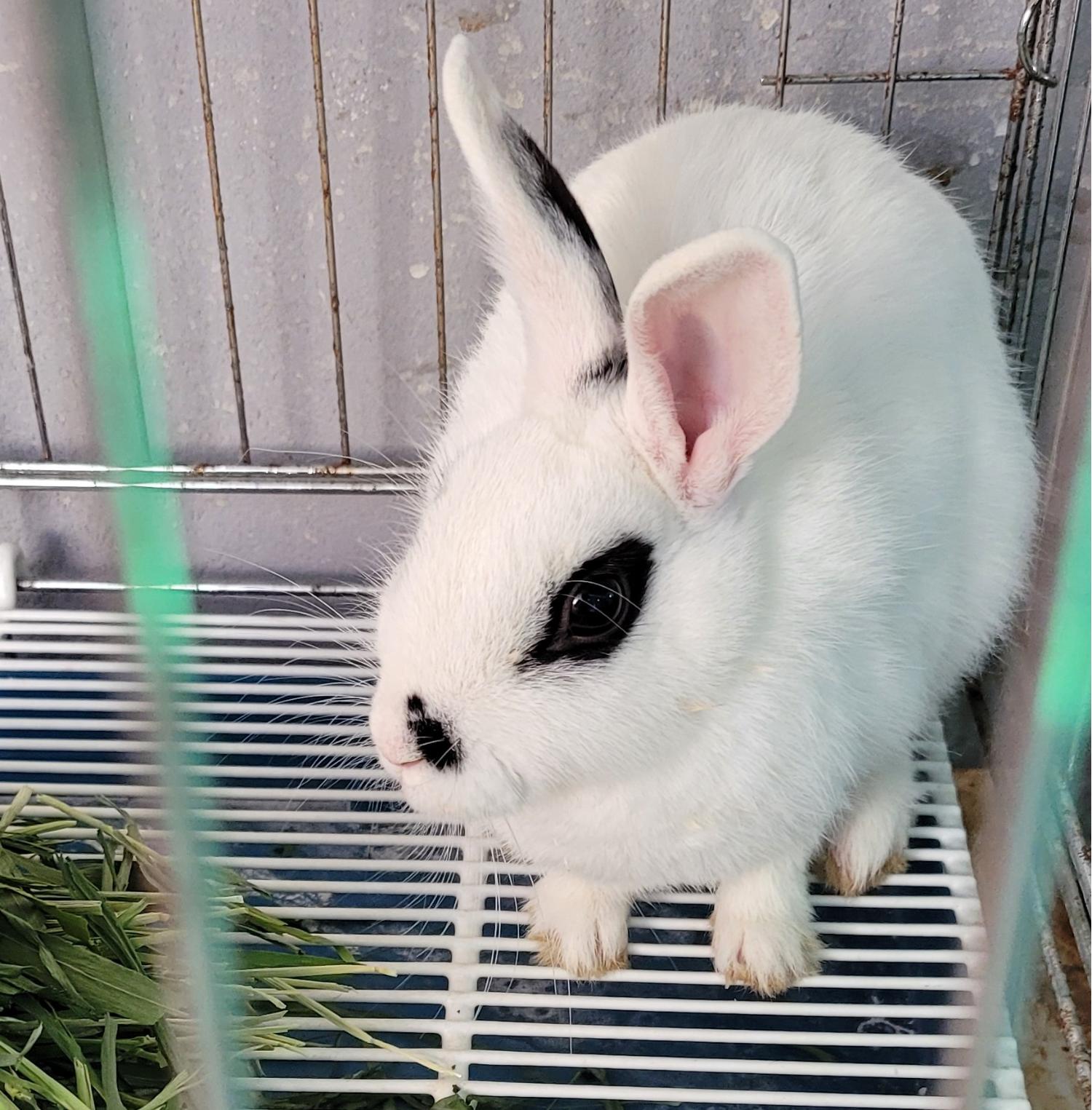 대구유기동물보호협회_427347202300155