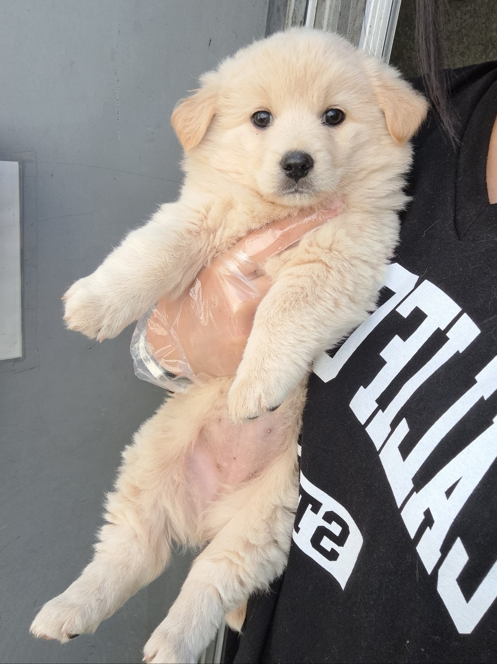울산유기동물보호센터_431373202300248