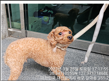 대전동물보호센터_430366202300140