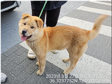 대전동물보호센터_430366202300144