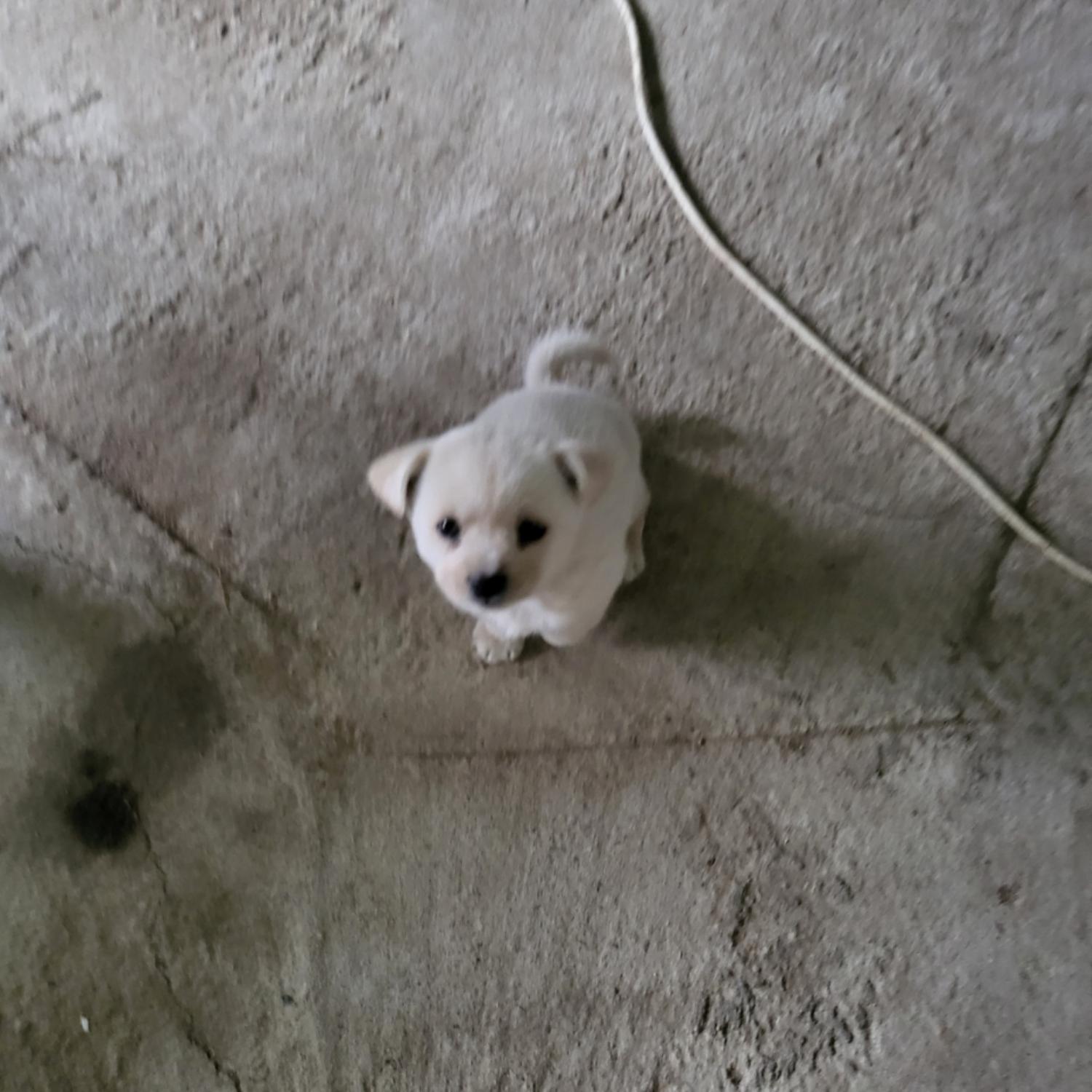 더가까운동물병원_443442202300020