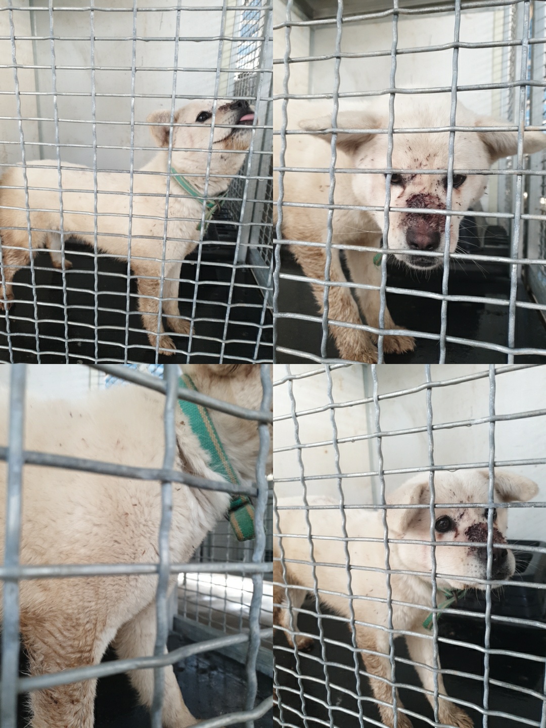 남양동물보호센터_441553202300660