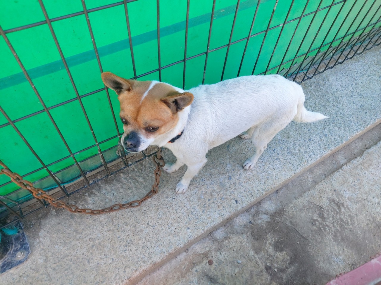 산청동물보호센터_448545202300040