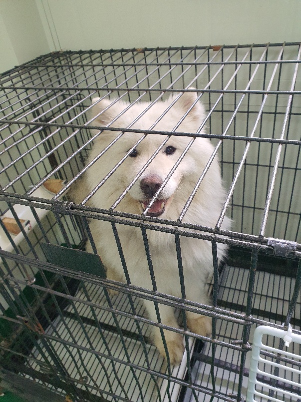 공주시 동물보호소_444450202300109