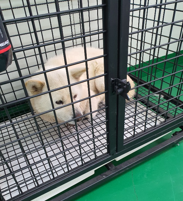 공주시 동물보호소_444450202300108