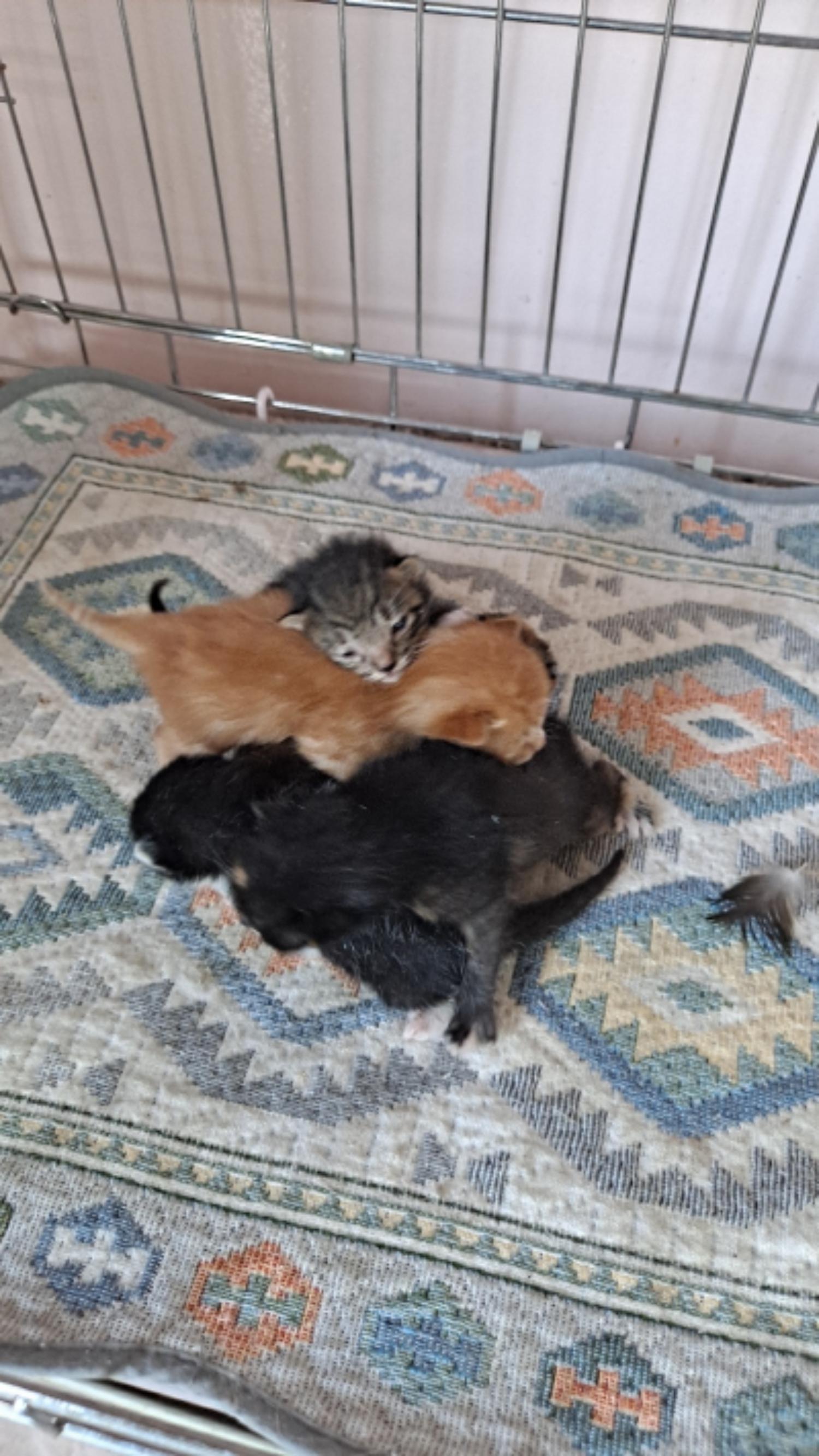 유기동물및관리협회_448535202300220