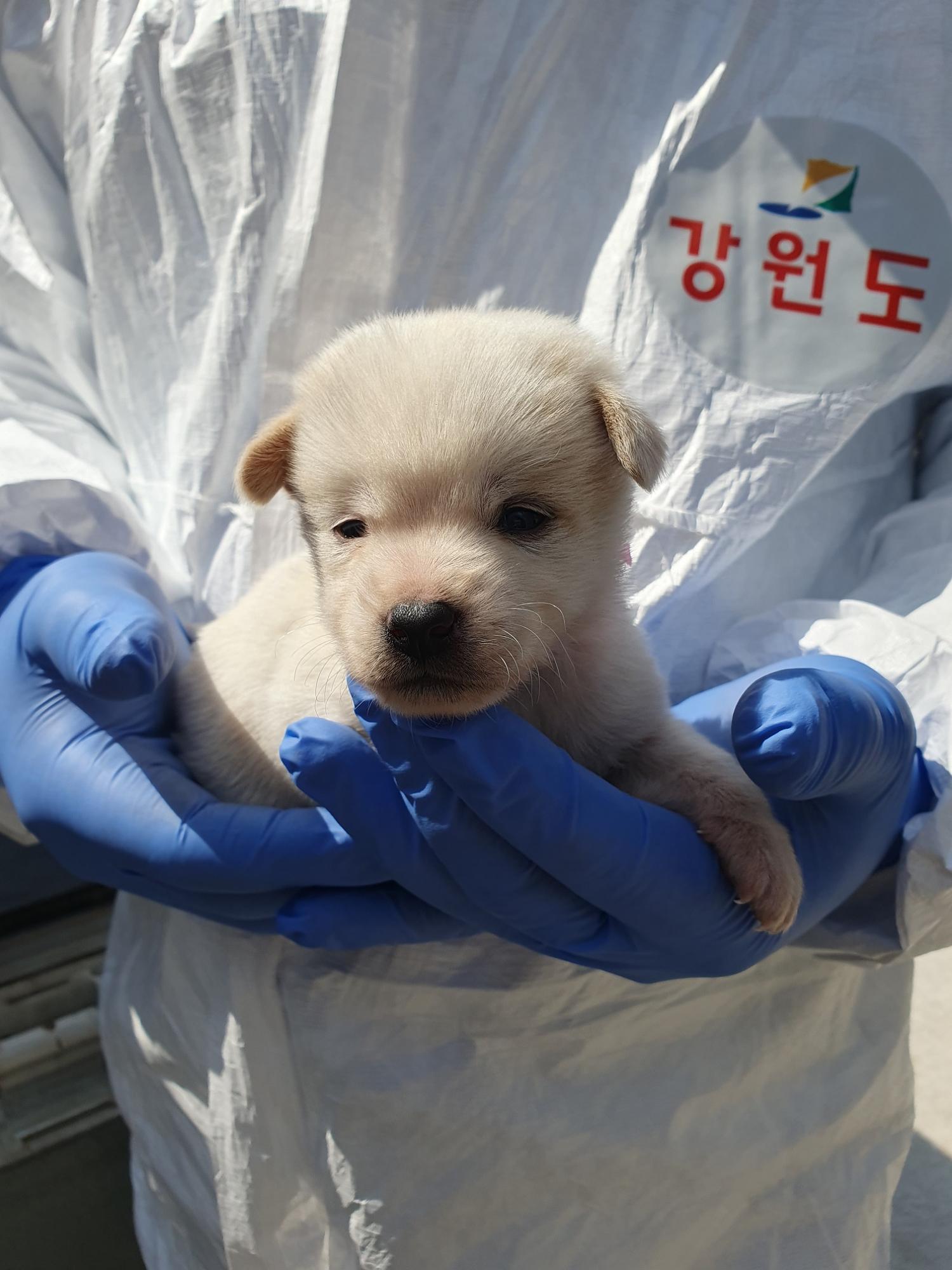 삼척시동물보호센터_442424202300135