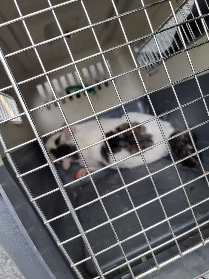 강현림동물병원_411320202300206