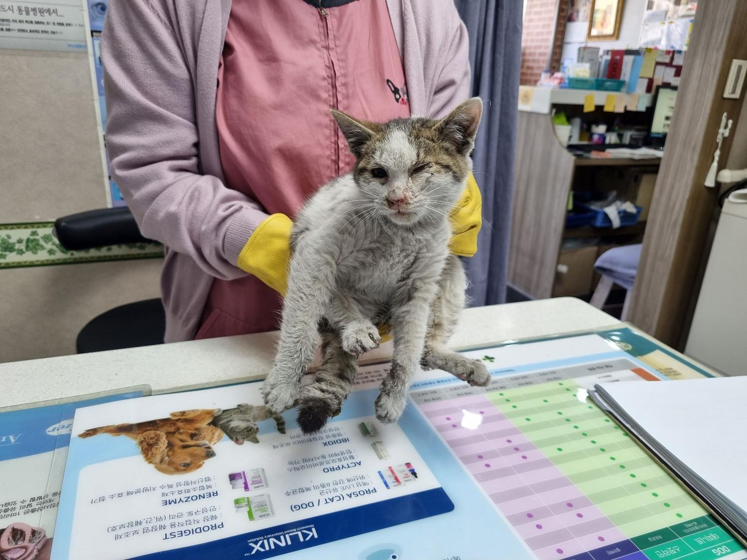 대구시수의사회(보경)_427343202300157