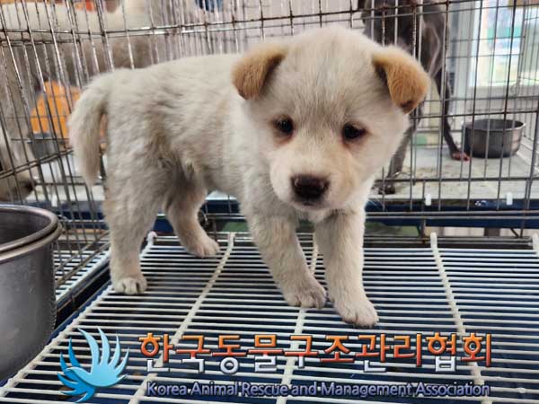 한국동물구조관리협회_441409202300322