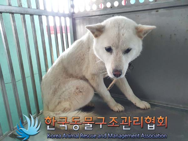 한국동물구조관리협회_441414202300171