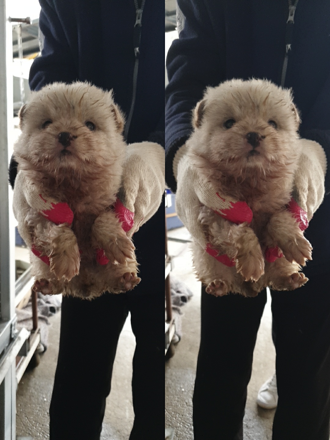 남양동물보호센터_441553202300673