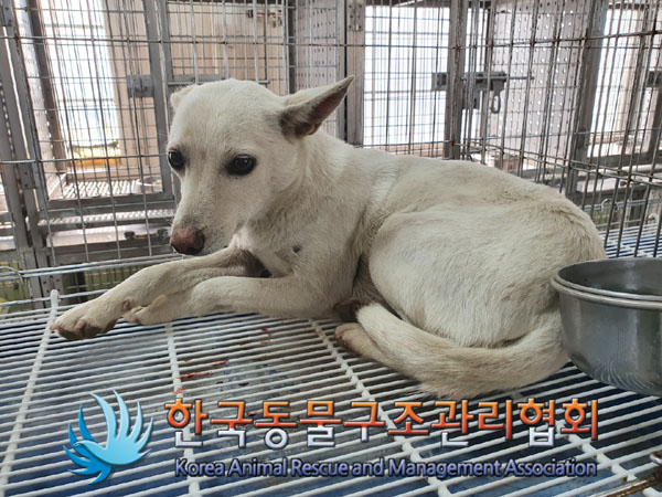 한국동물구조관리협회_441560202300283