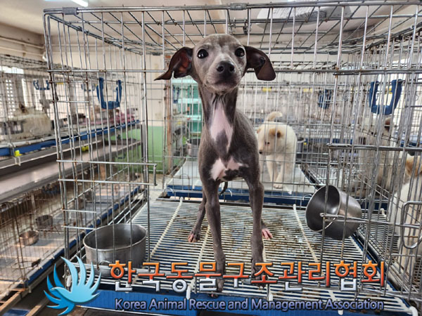 한국동물구조관리협회_441406202300339