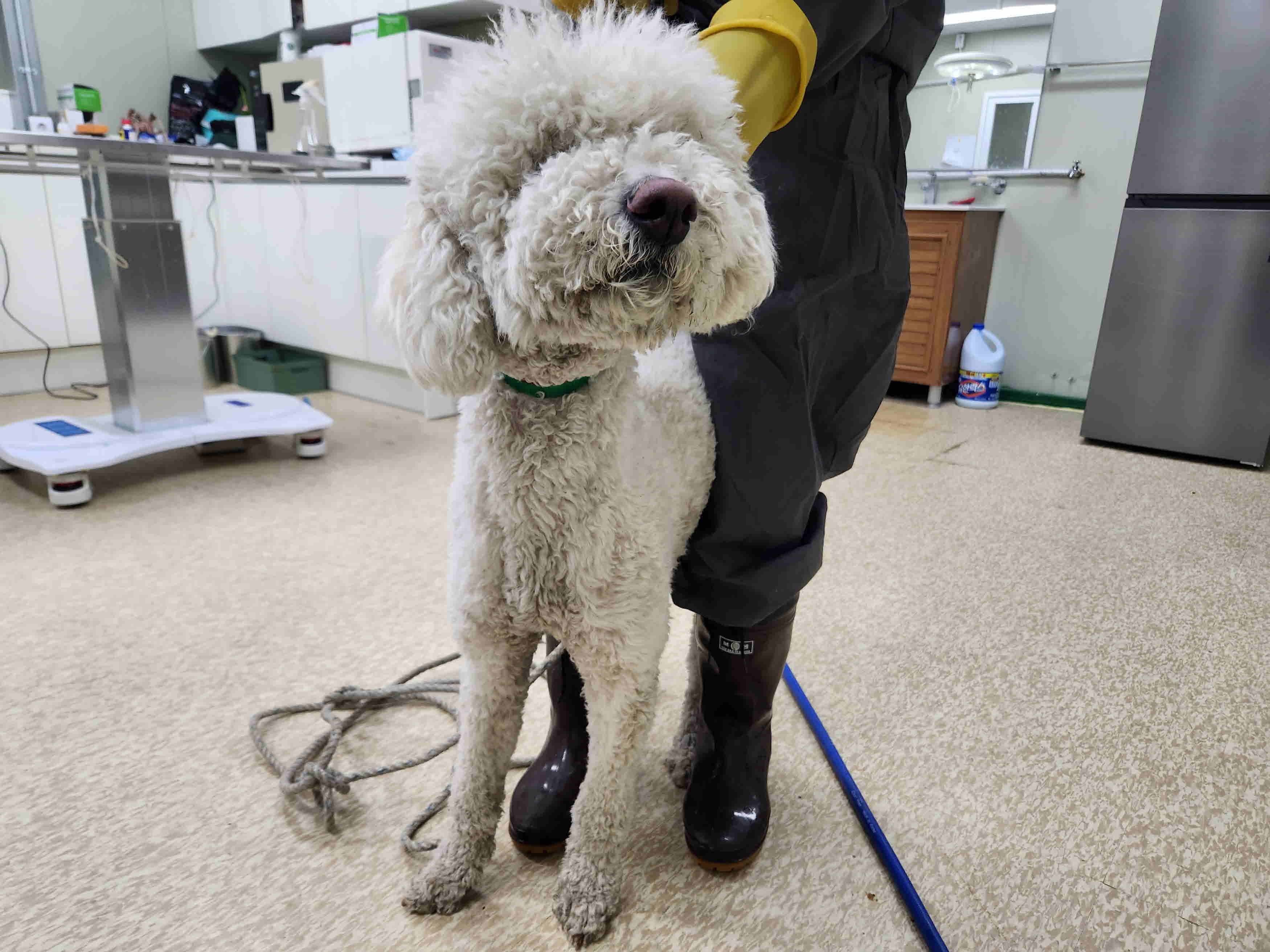 남양주시동물보호센터_441399202300484