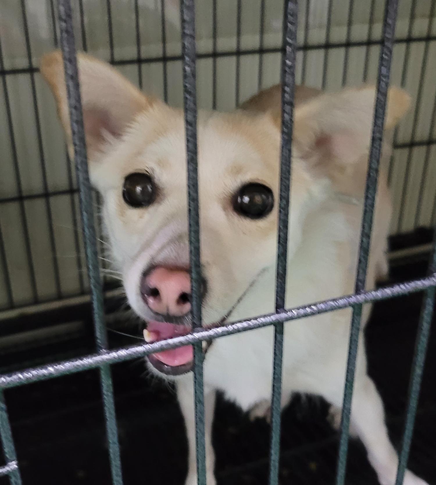 대구유기동물보호센터_427342202300169