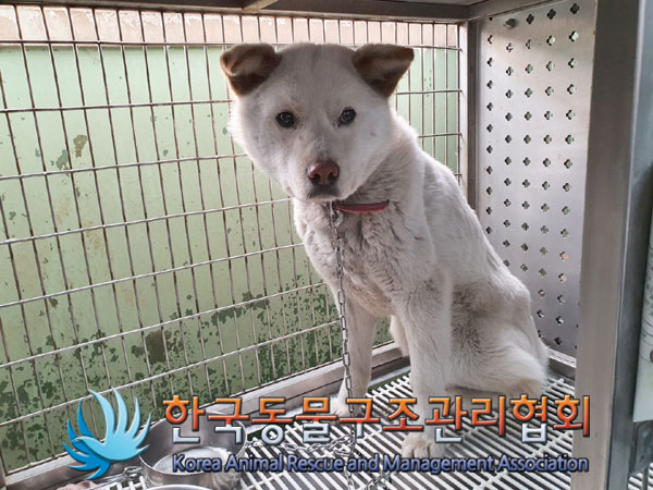 한국동물구조관리협회_441409202300324