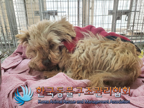 한국동물구조관리협회_441560202300285