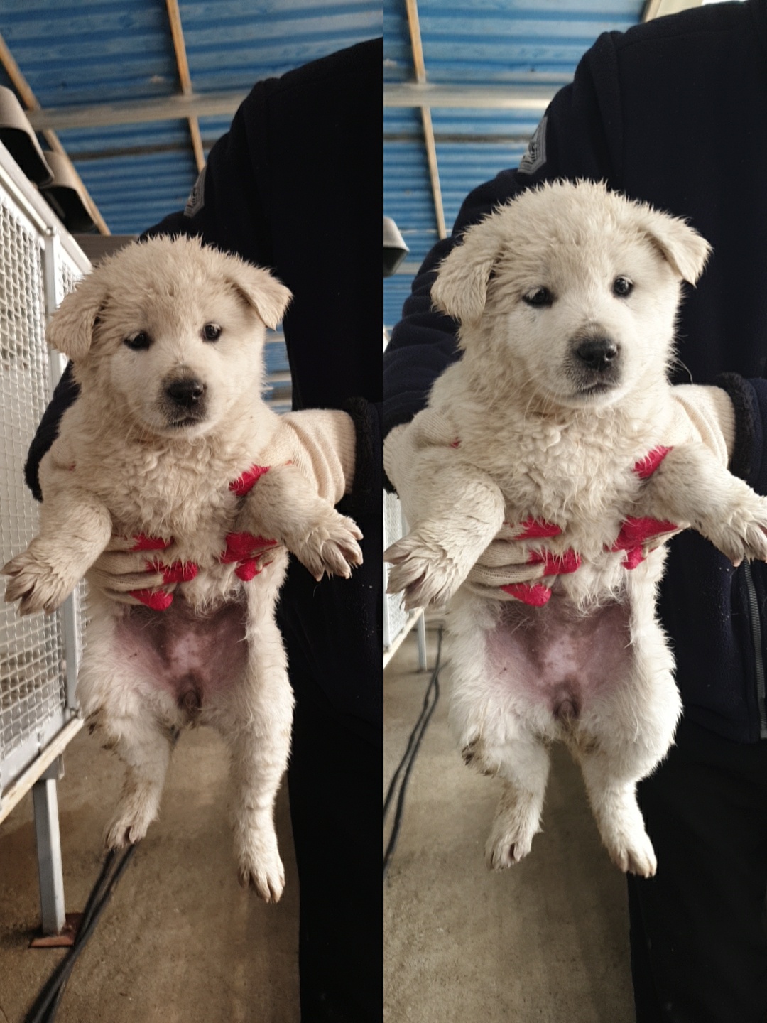 남양동물보호센터_441553202300675
