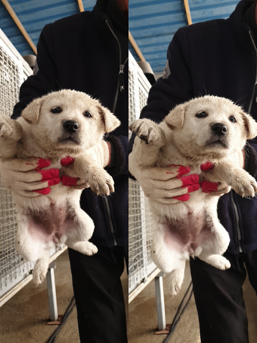 남양동물보호센터_441553202300677