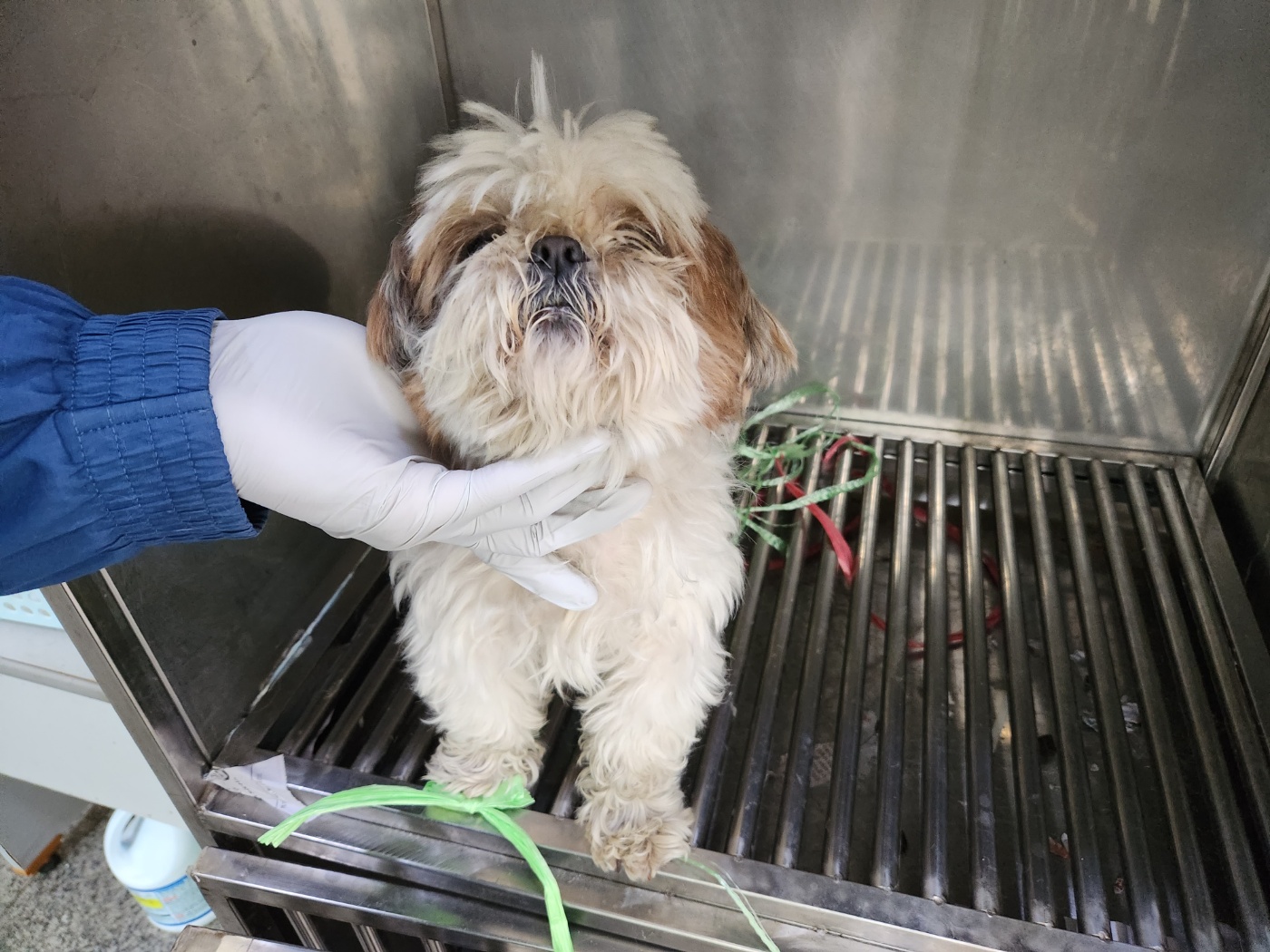 광주 동물보호소_429359202300069