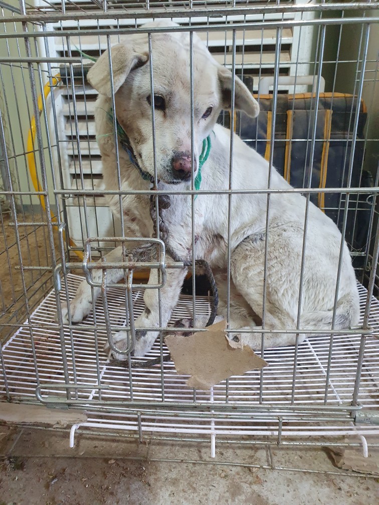 고령군 임시보호소_447520202300176