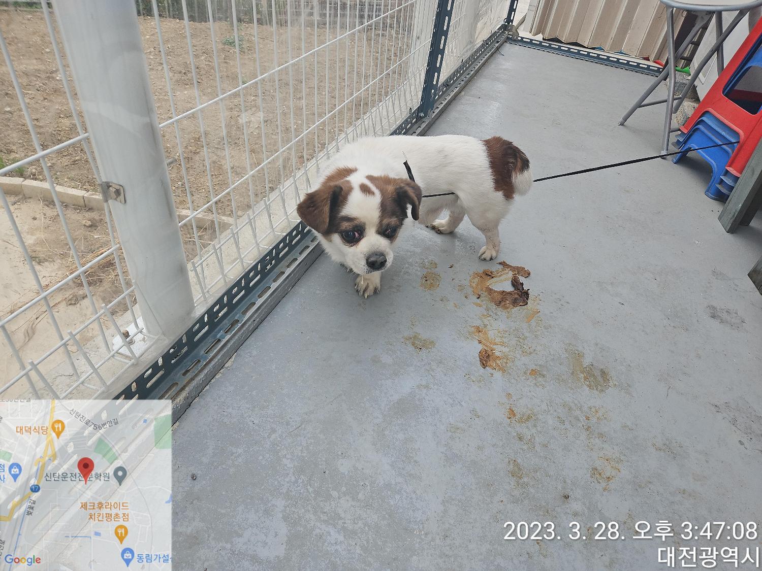 대전동물보호센터_430368202300049