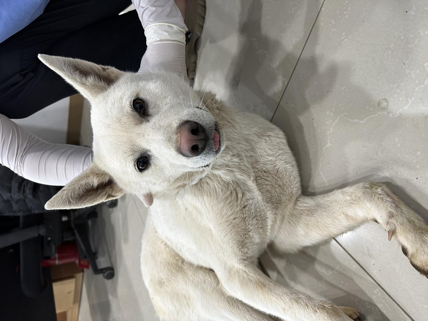 반려동물보호센터_443571202300714