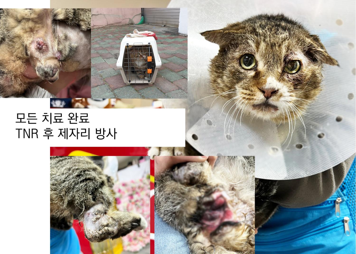 [고양이] 한국 고양이 경북-포항-2023-00127 유기동물 배경 이미지 입니다.