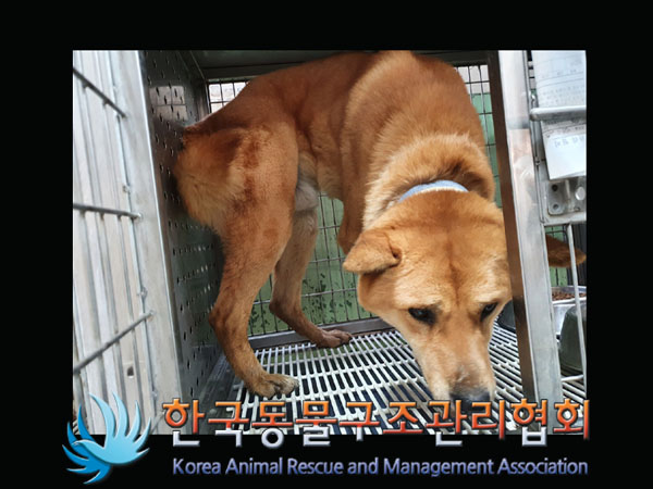 종료(반환) 믹스견…