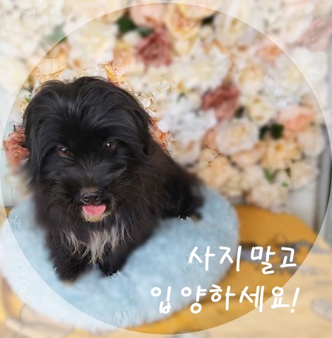 군산유기동물보호센터_445467202300358