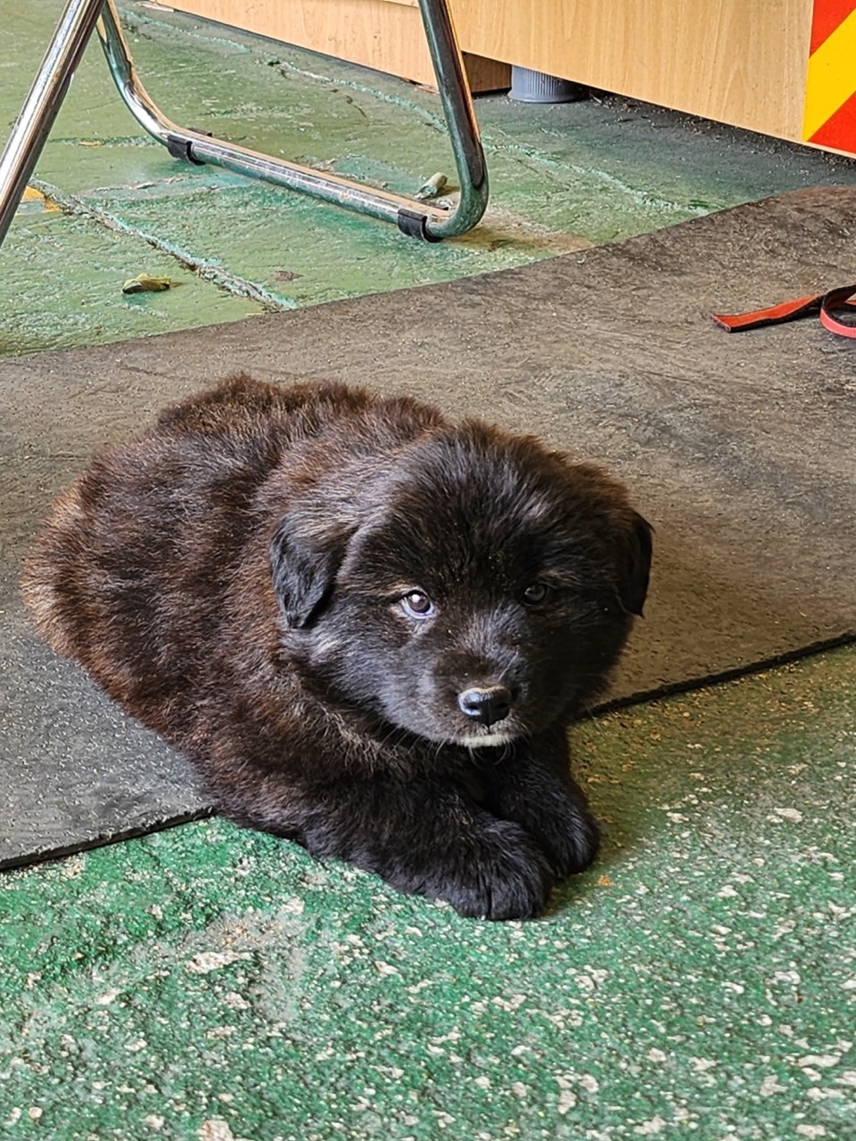 영주시 동물보호센터_447509202300066