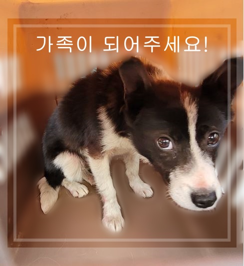 군산유기동물보호센터_445467202300359