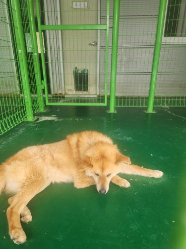 예천군유기동물보호소_447523202300315