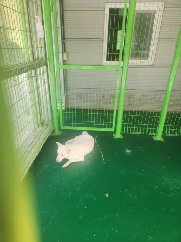 예천군유기동물보호소_447523202300313