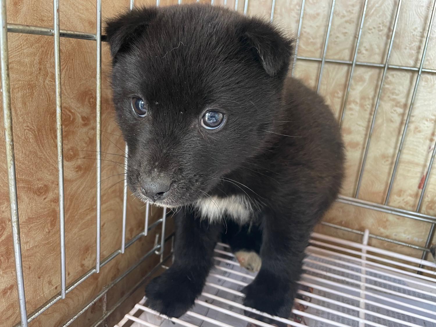 불갑동물임시보호소_446497202300127