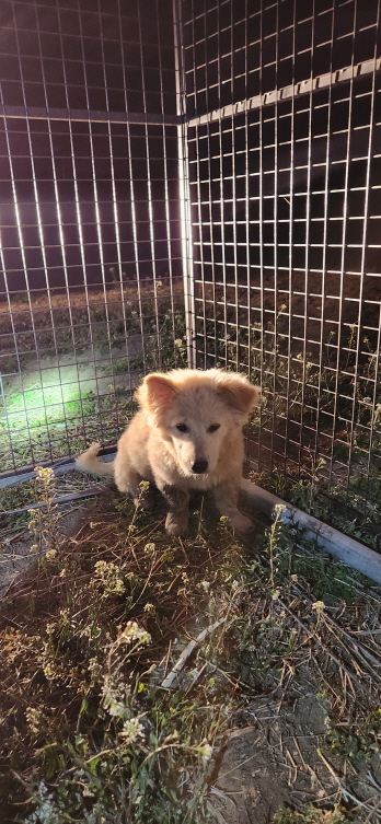 익산유기동물보호소_445468202300421