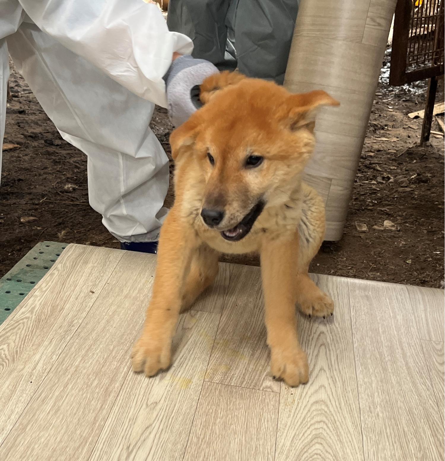 진도개메디컬센터_446500202300139