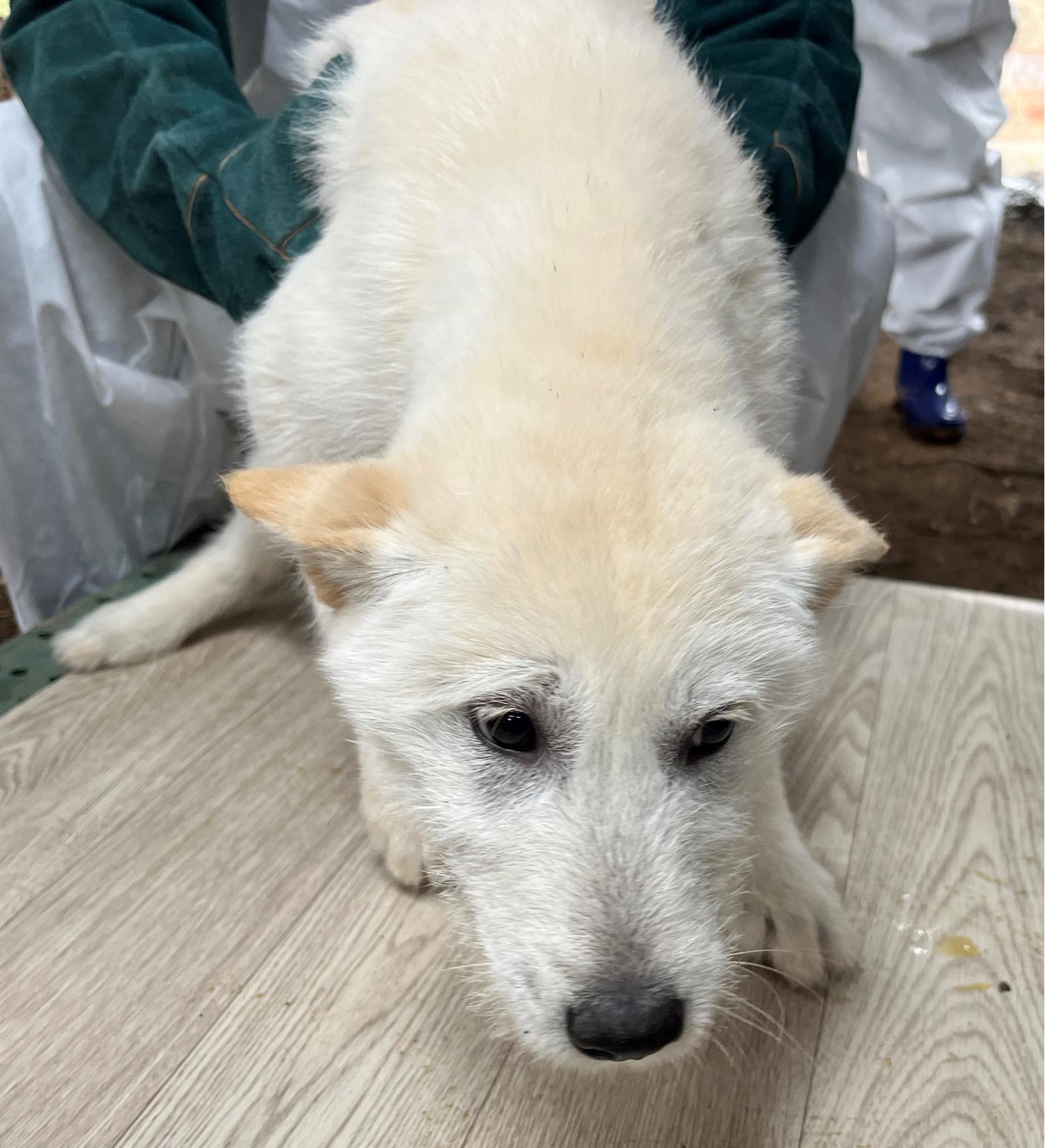 진도개메디컬센터_446500202300143