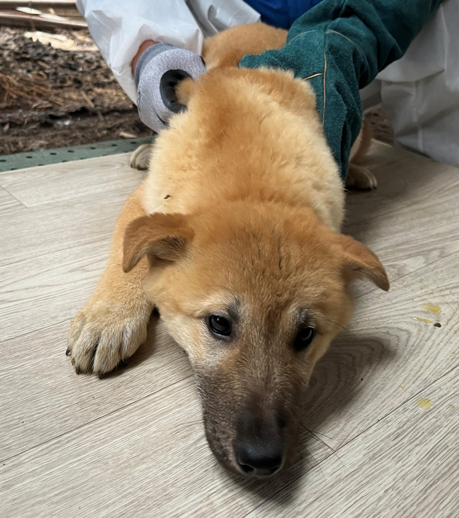 진도개메디컬센터_446500202300142