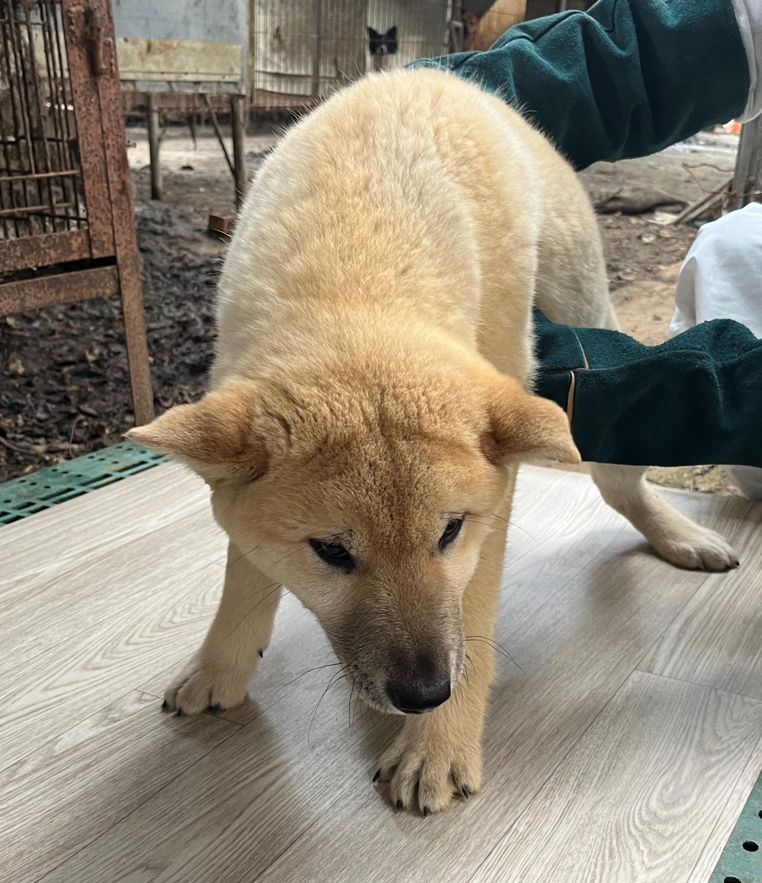 진도개메디컬센터_446500202300137