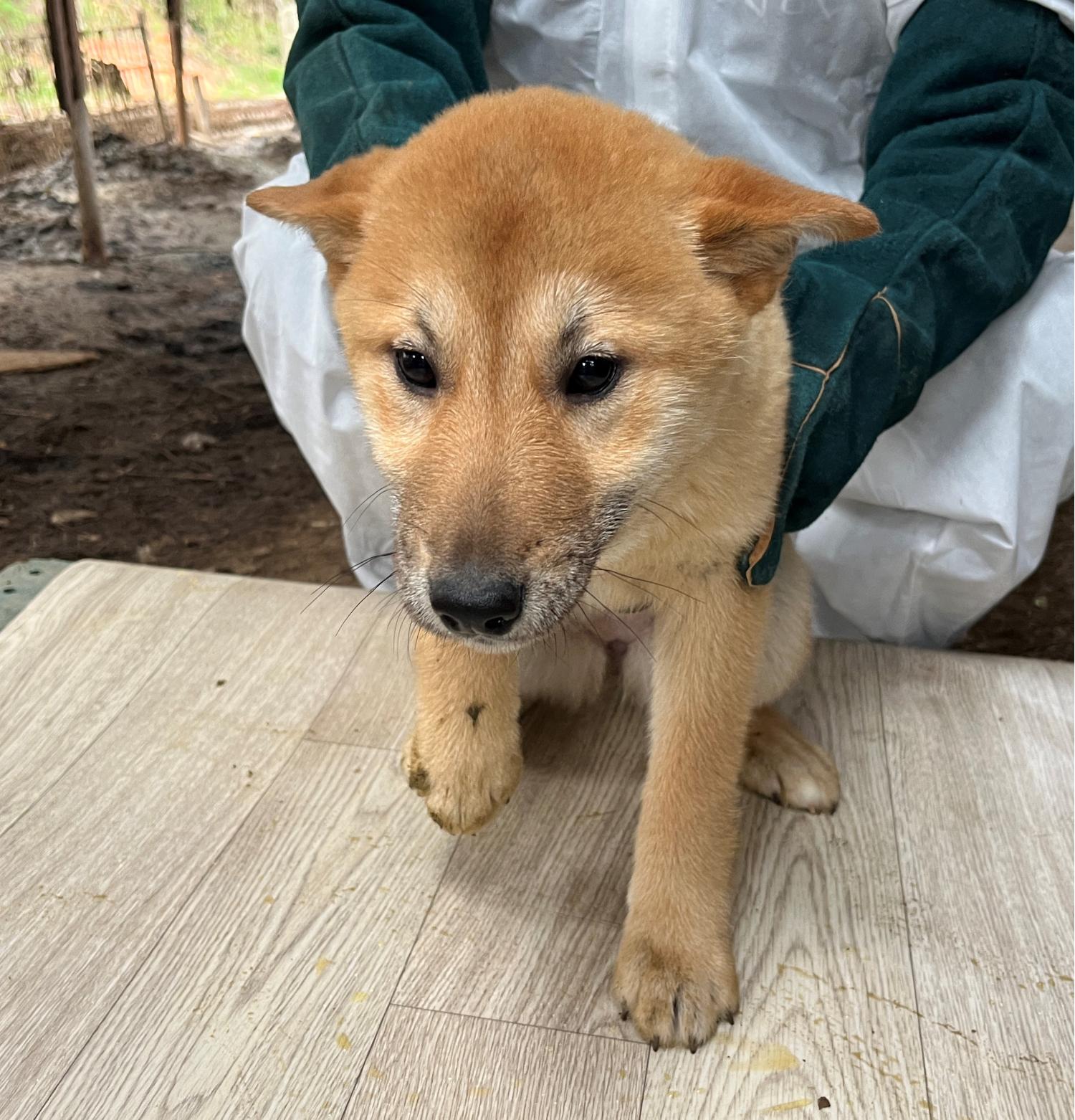 진도개메디컬센터_446500202300141