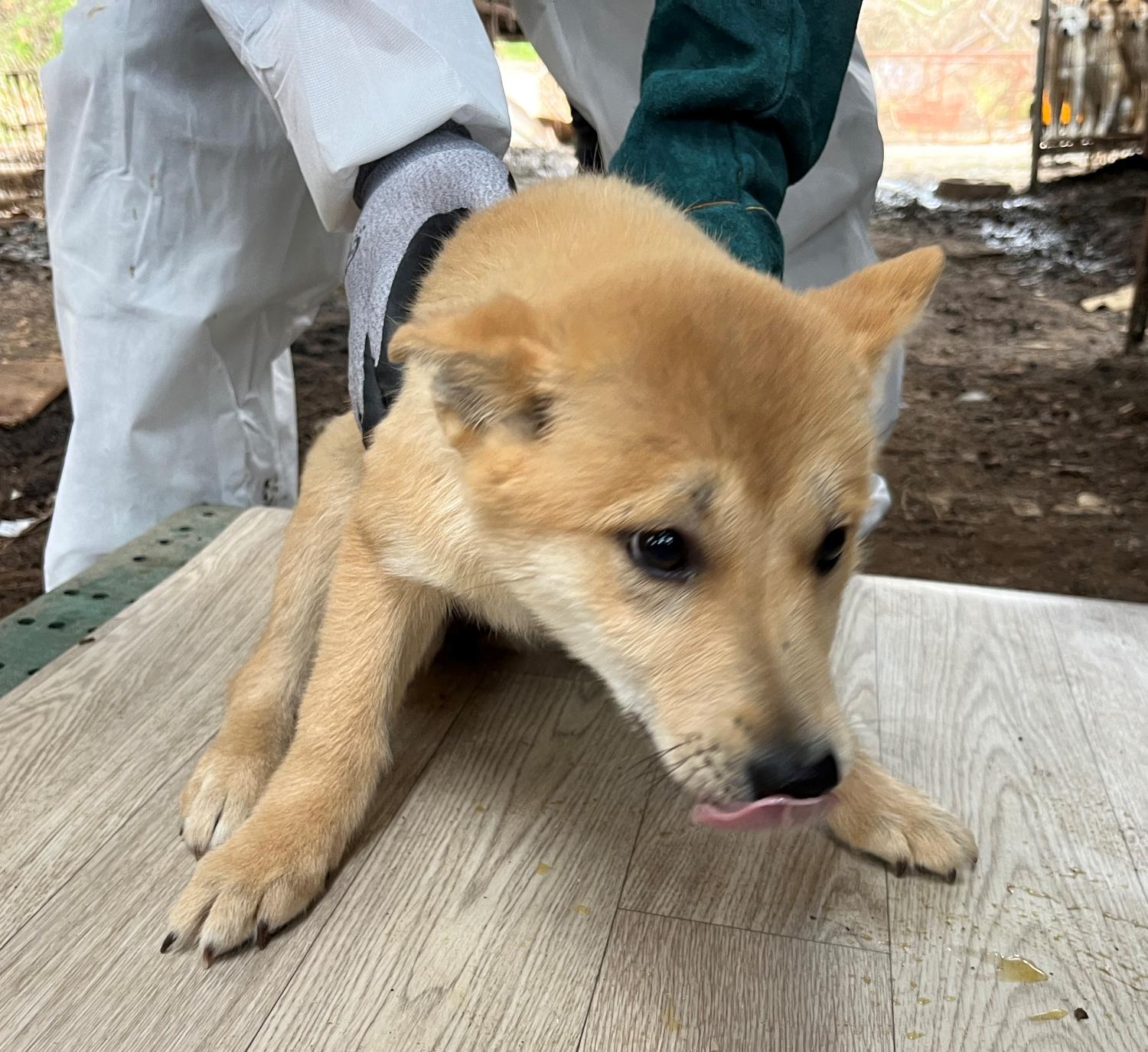 진도개메디컬센터_446500202300144