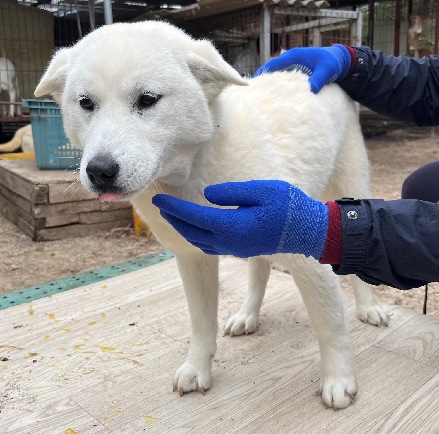 진도개메디컬센터_446500202300159