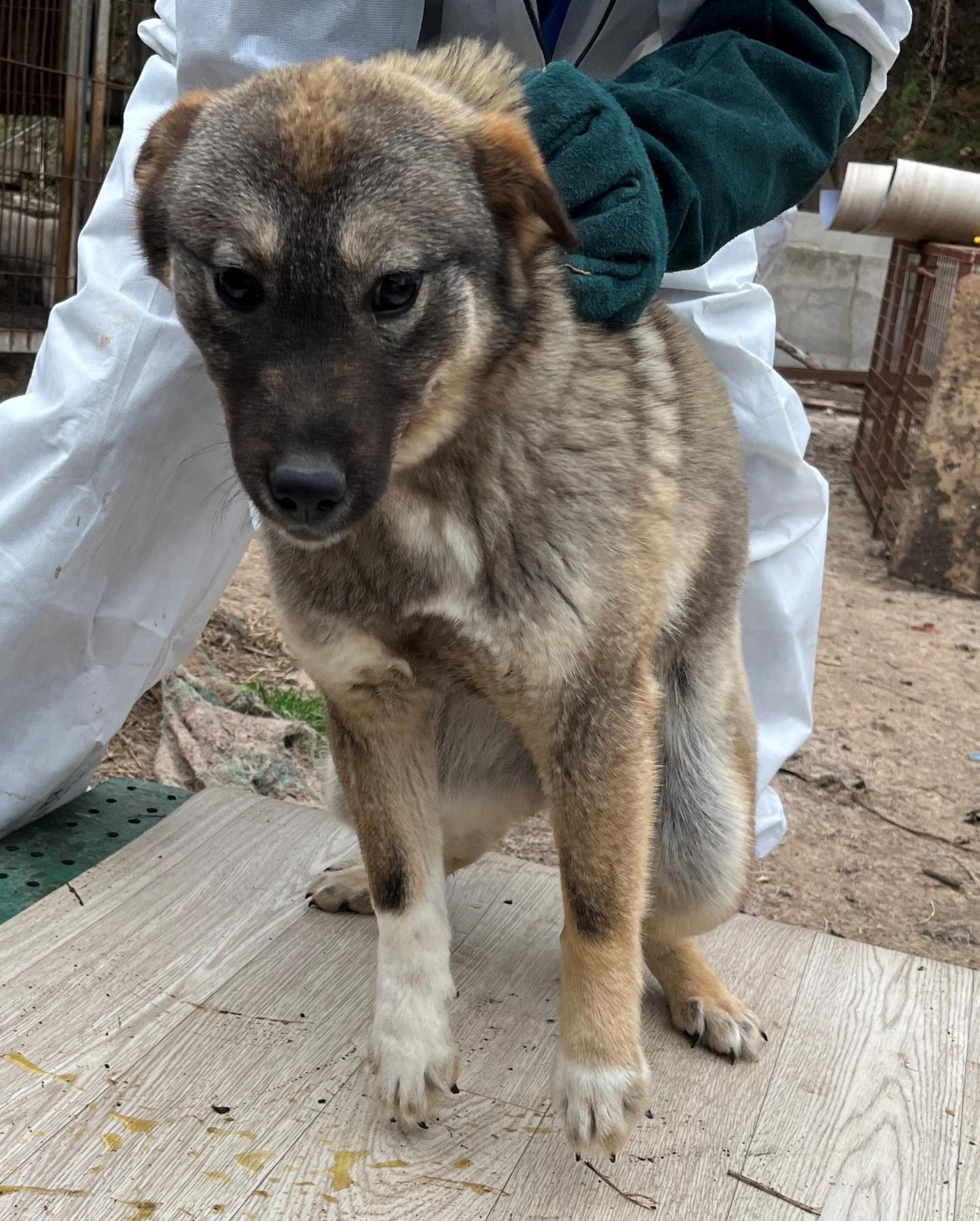 진도개메디컬센터_446500202300162